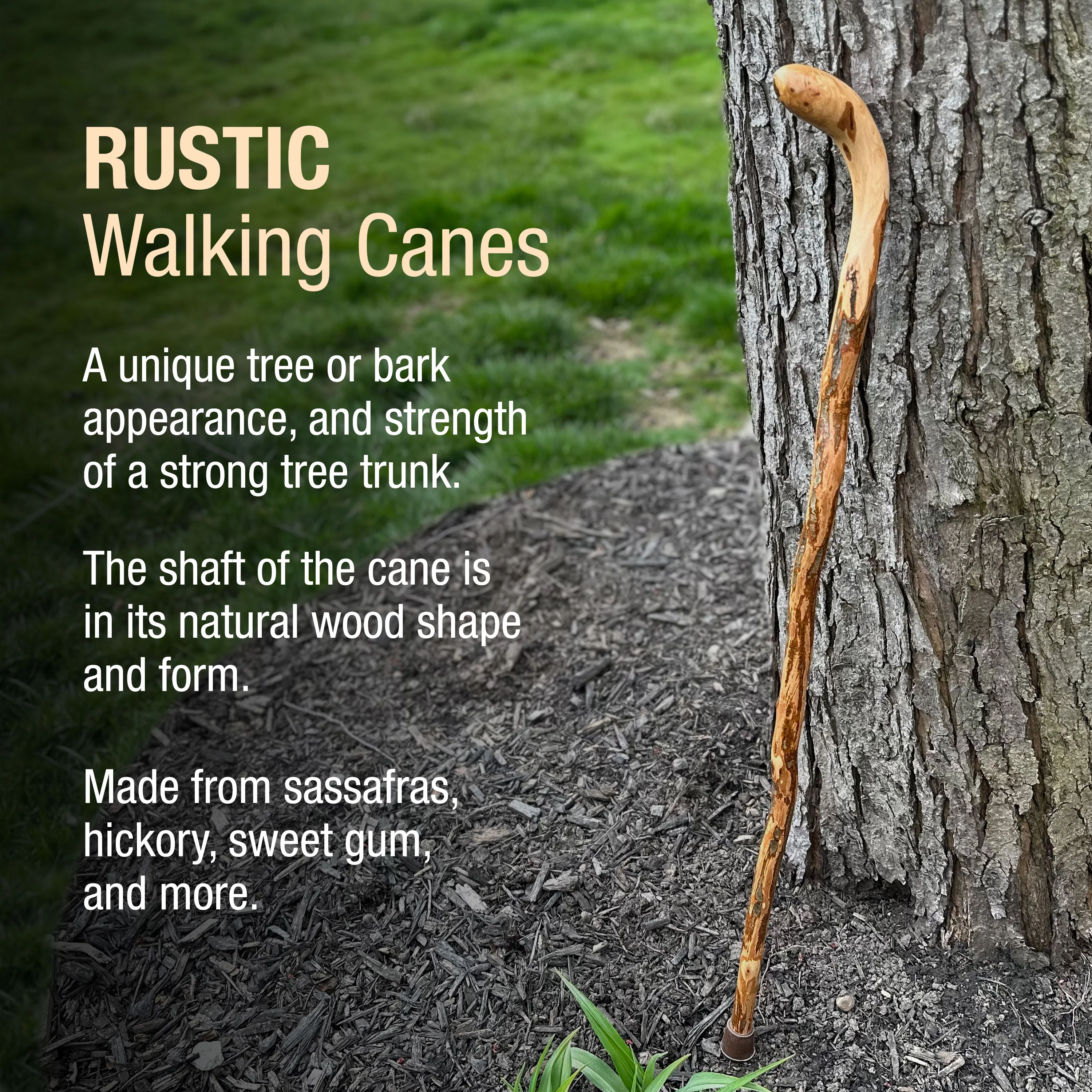 Assorted Hardwood Knob Root Rustic Walking Cane 37" - Image 4