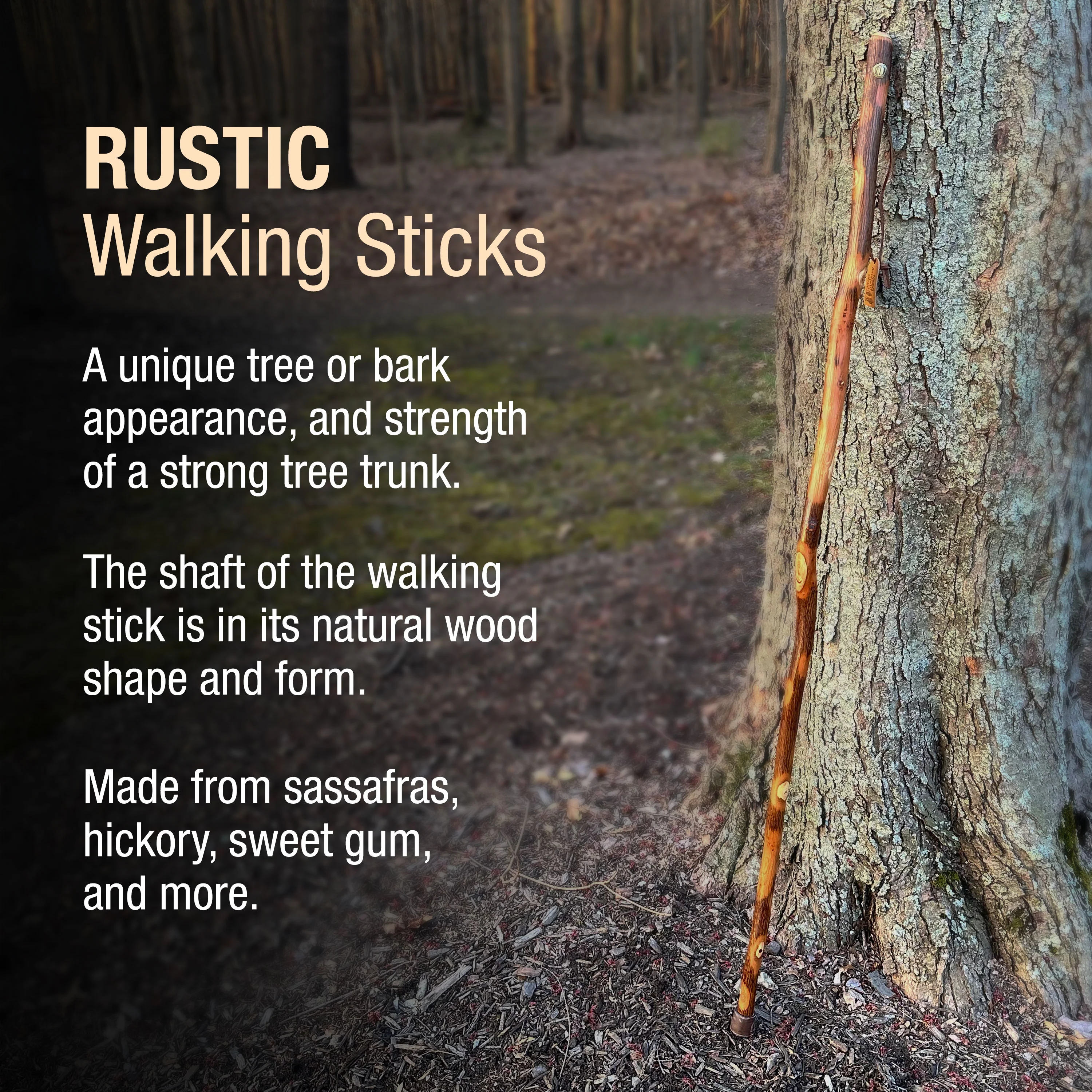 Hickory Rustic Walking Stick - Image 5