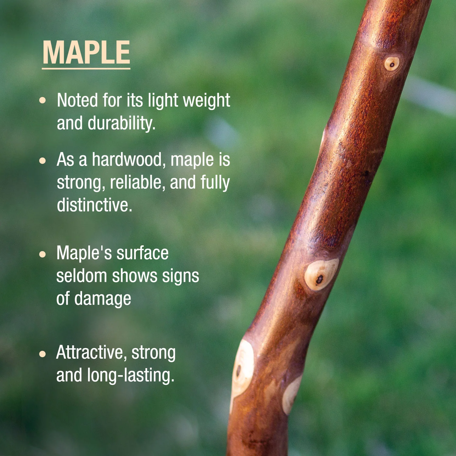 Maple Rustic Walking Stick 55" - Image 2