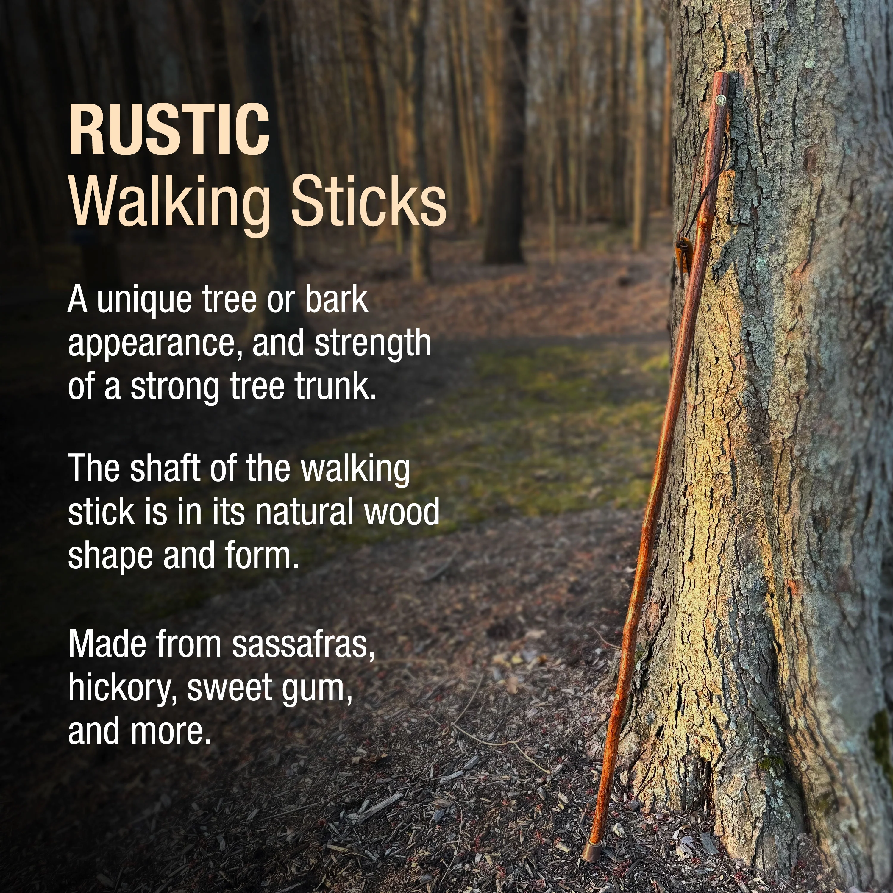 Sassafras Rustic Walking Stick 55" - Image 3