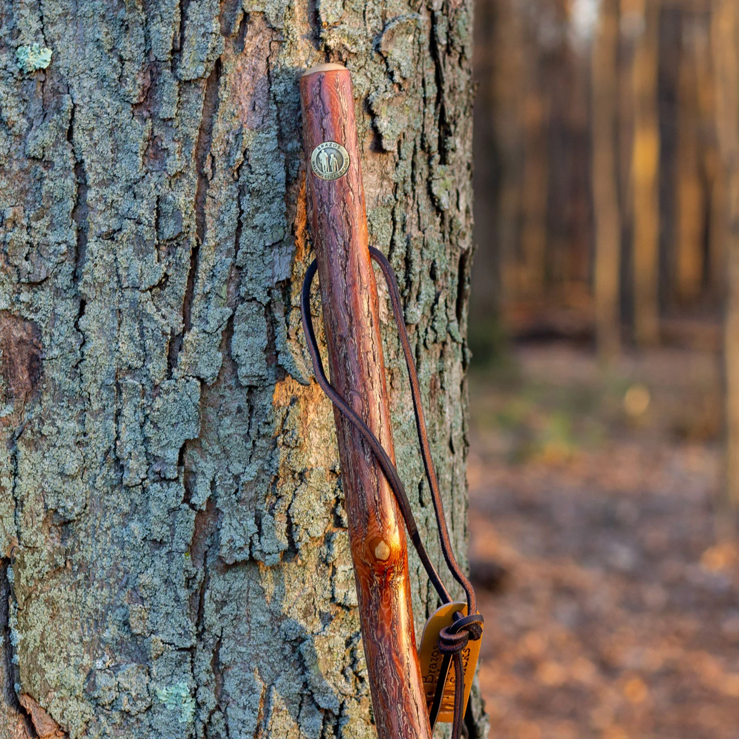 Sassafras Rustic Walking Stick 55" - Image 5