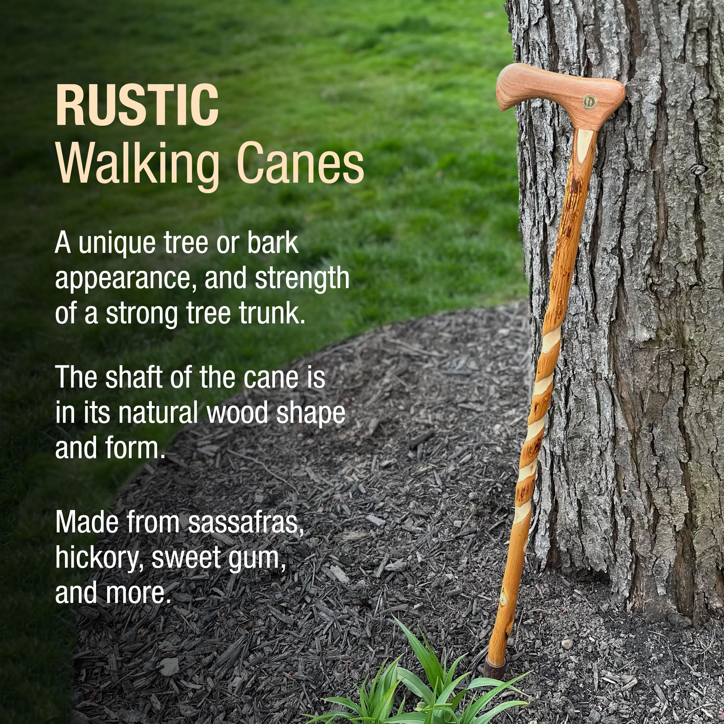 Twisted Hickory Traditional Rustic Walking Cane 37" - Image 4