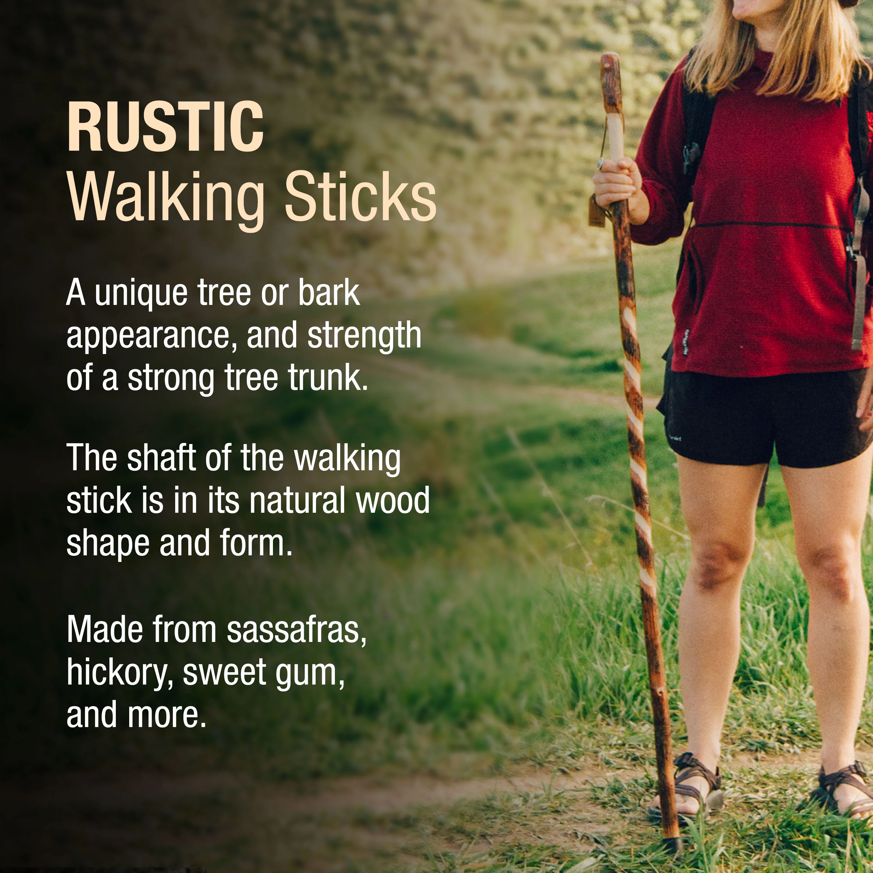 Twisted Hickory Rustic Walking Stick - Image 3