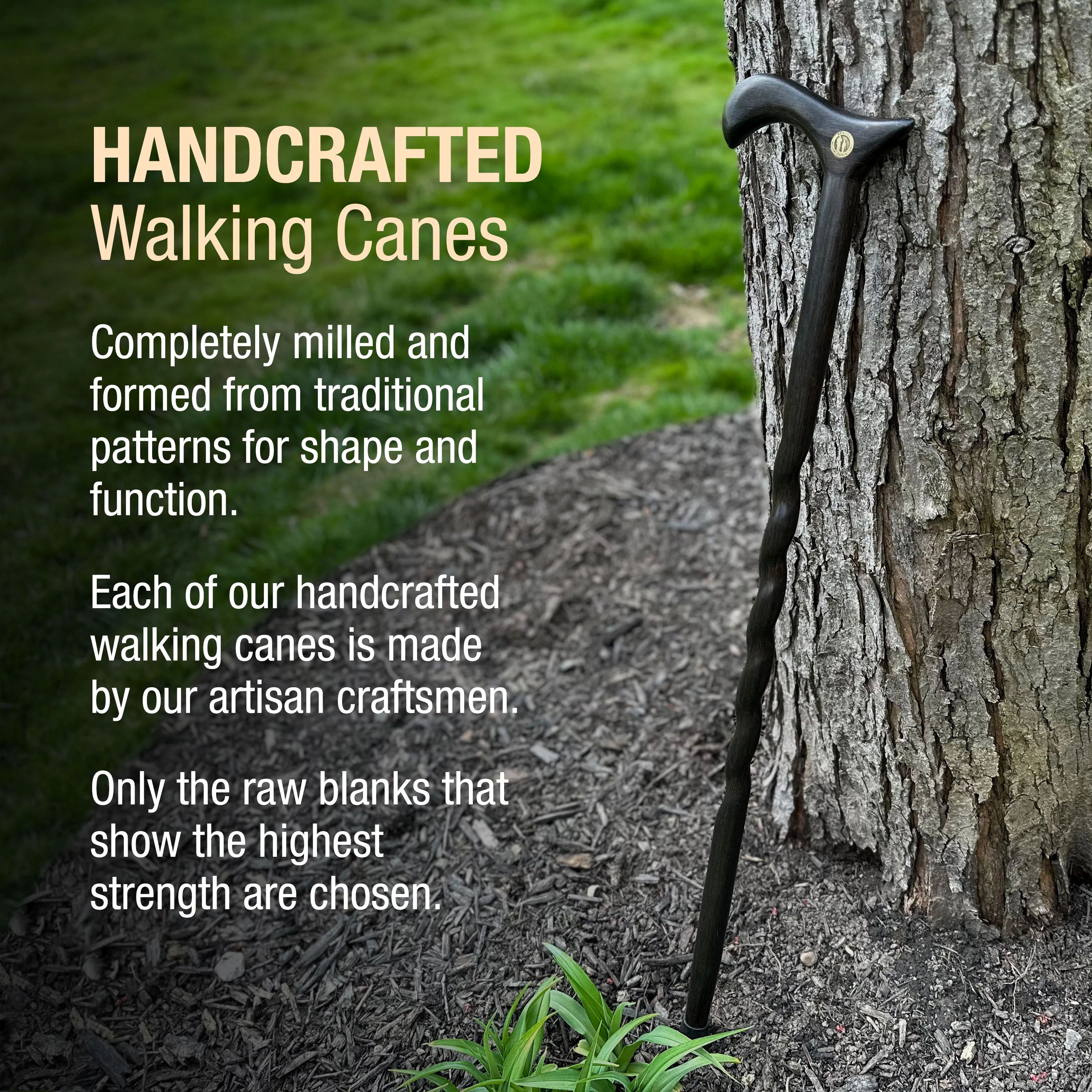 Twisted Oak Derby Handcrafted Walking Cane - Image 8